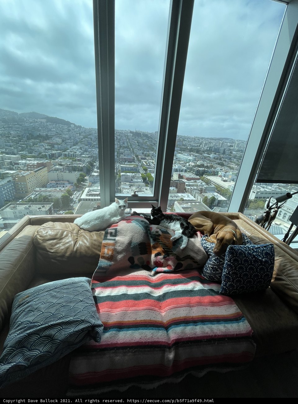 Cozy Shelter with Furry Friends