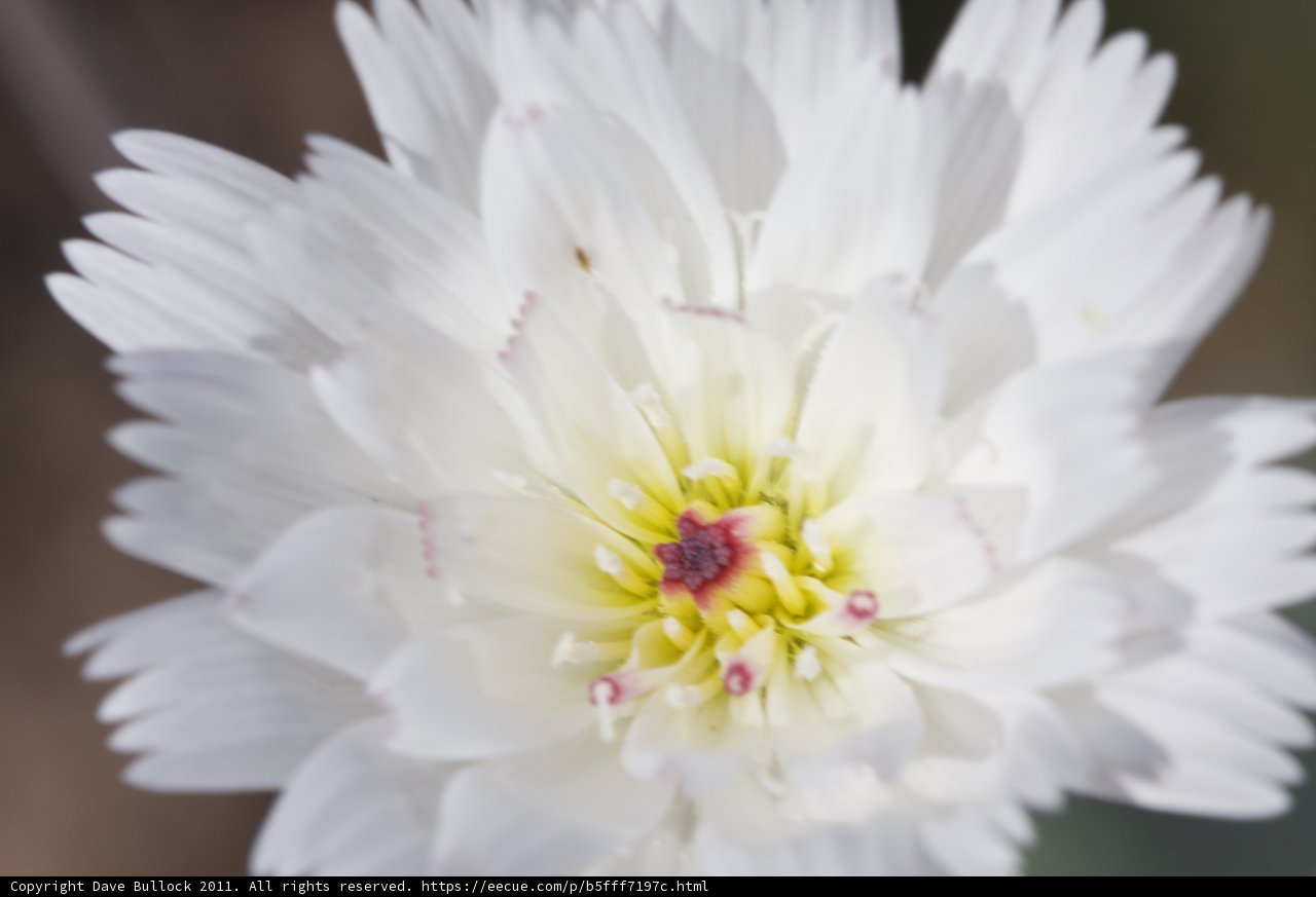 Sunny Centerpiece