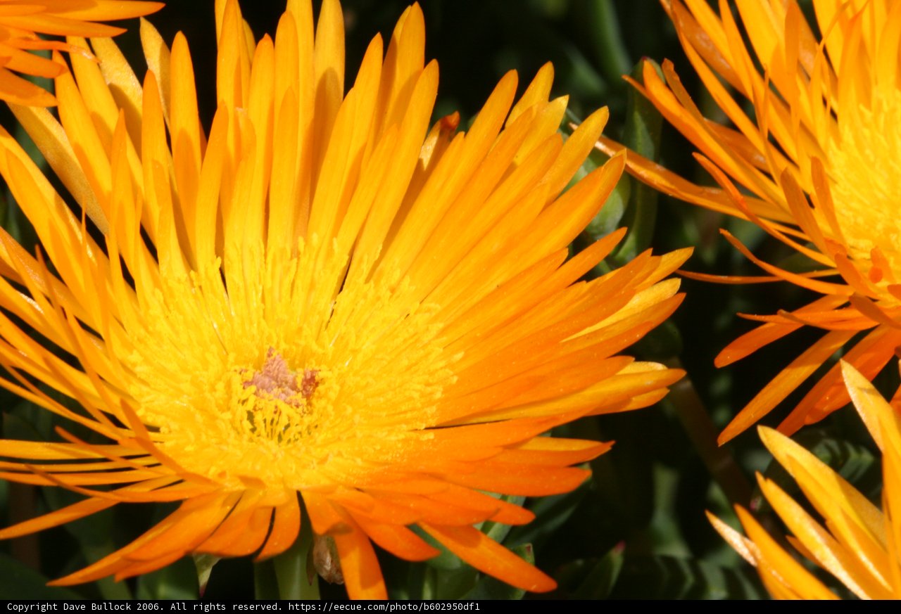 Burst of Orange Blooms