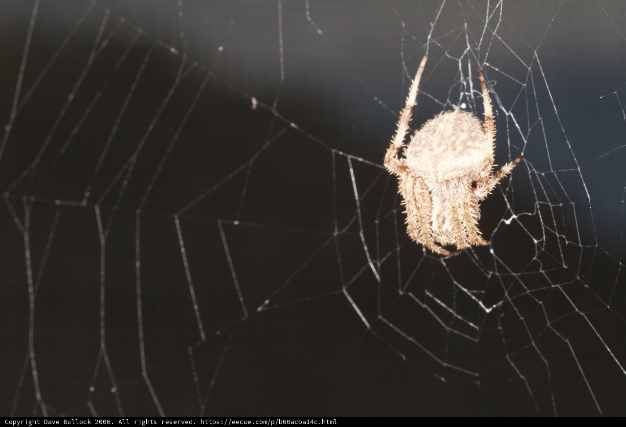 Garden Spider Weaving a Web