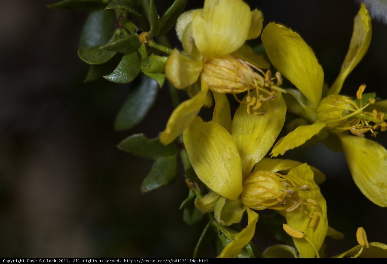Vibrant Yellow Flowers on Branch with Leaves