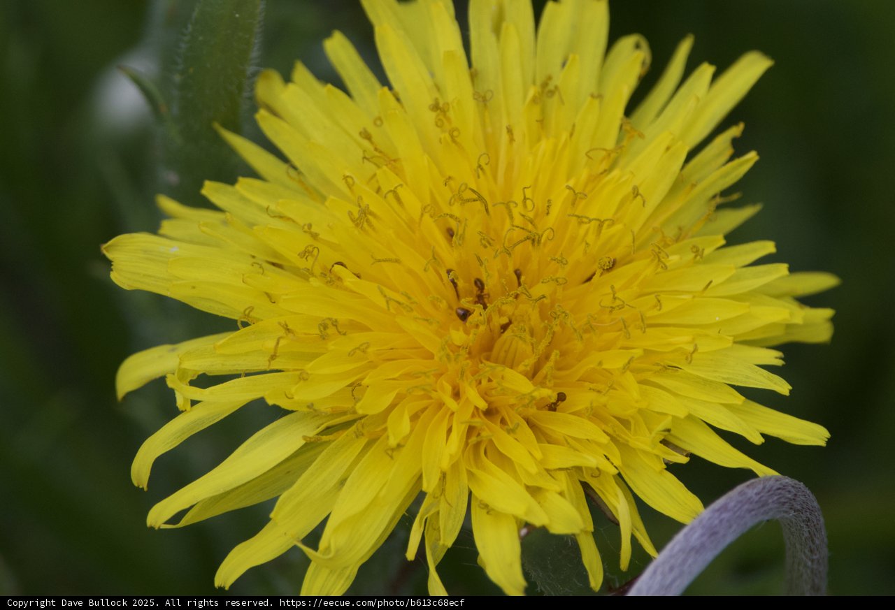 Golden Radiance in Bloom