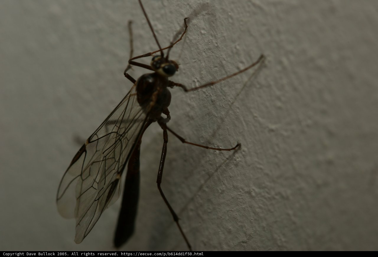 Majestic Wasp Dragonfly