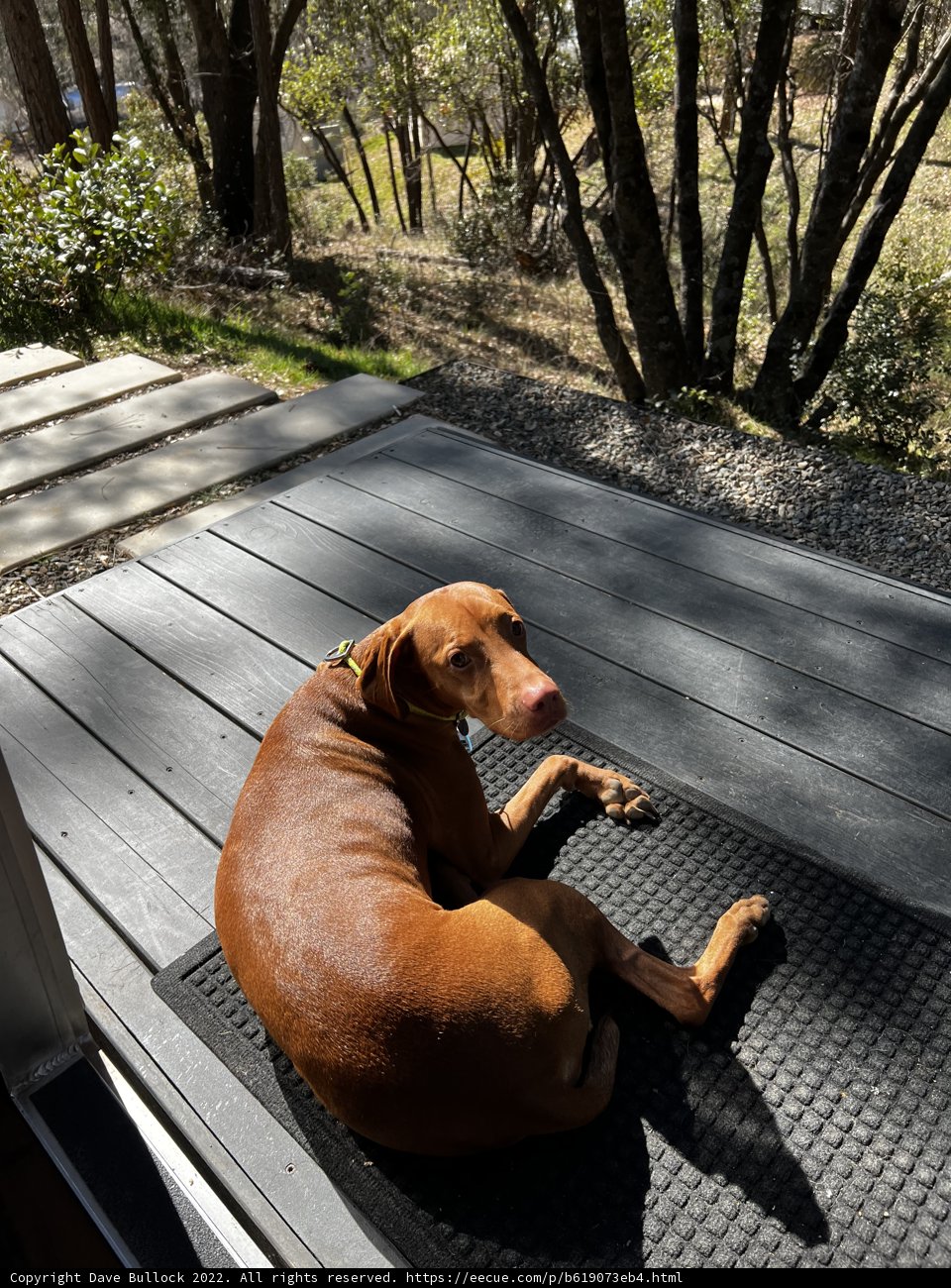 Puppy on a Deck