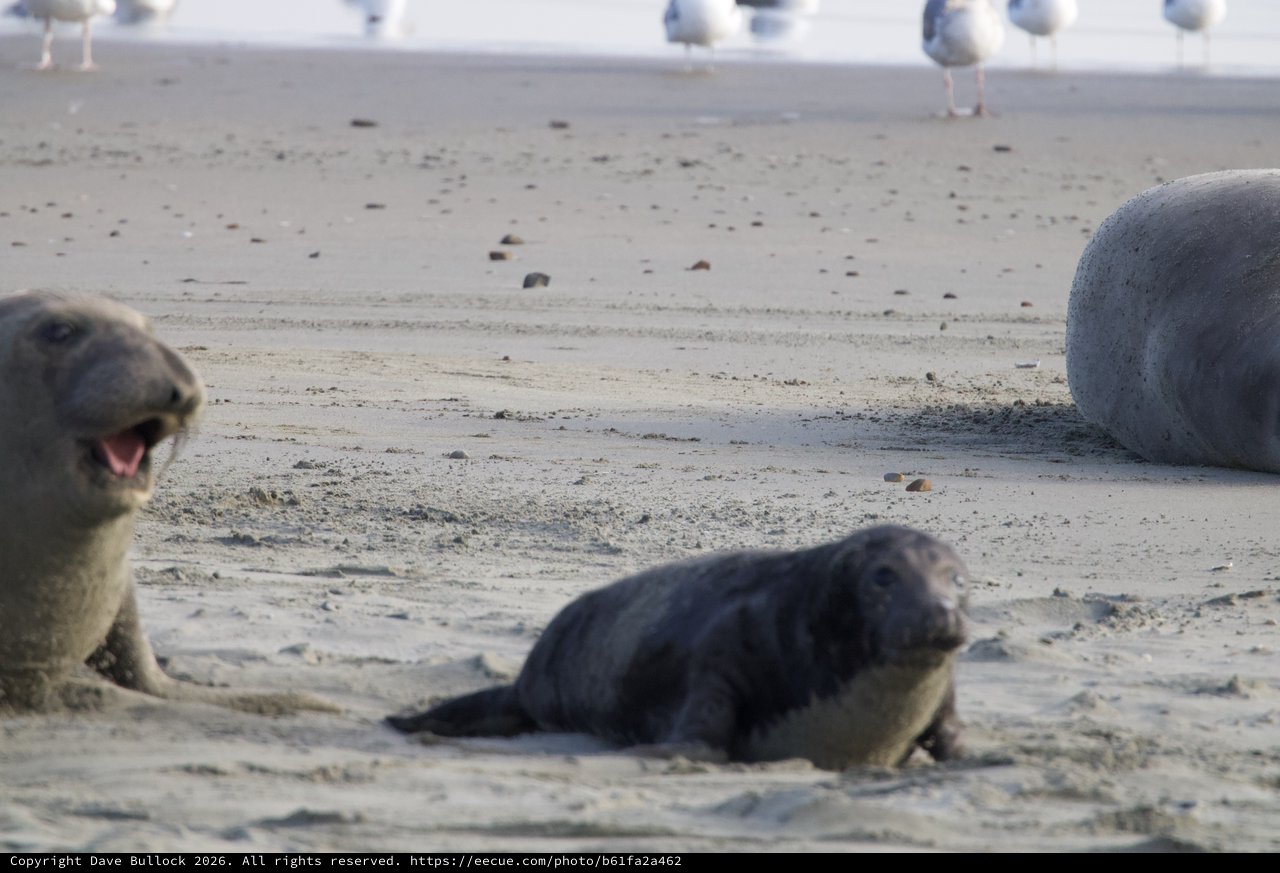 Elephant Seal Pups Vocalizing on Sandy Beach