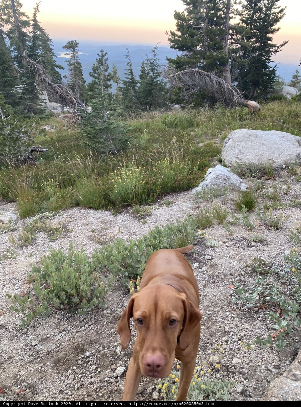 Rocky Hill Vizsla