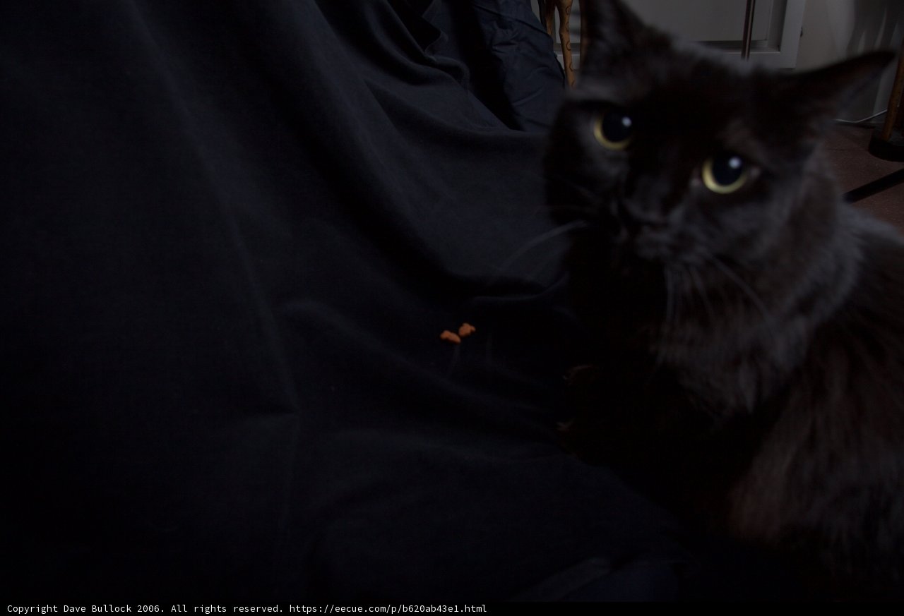 The Purrfect Halloween Companion
