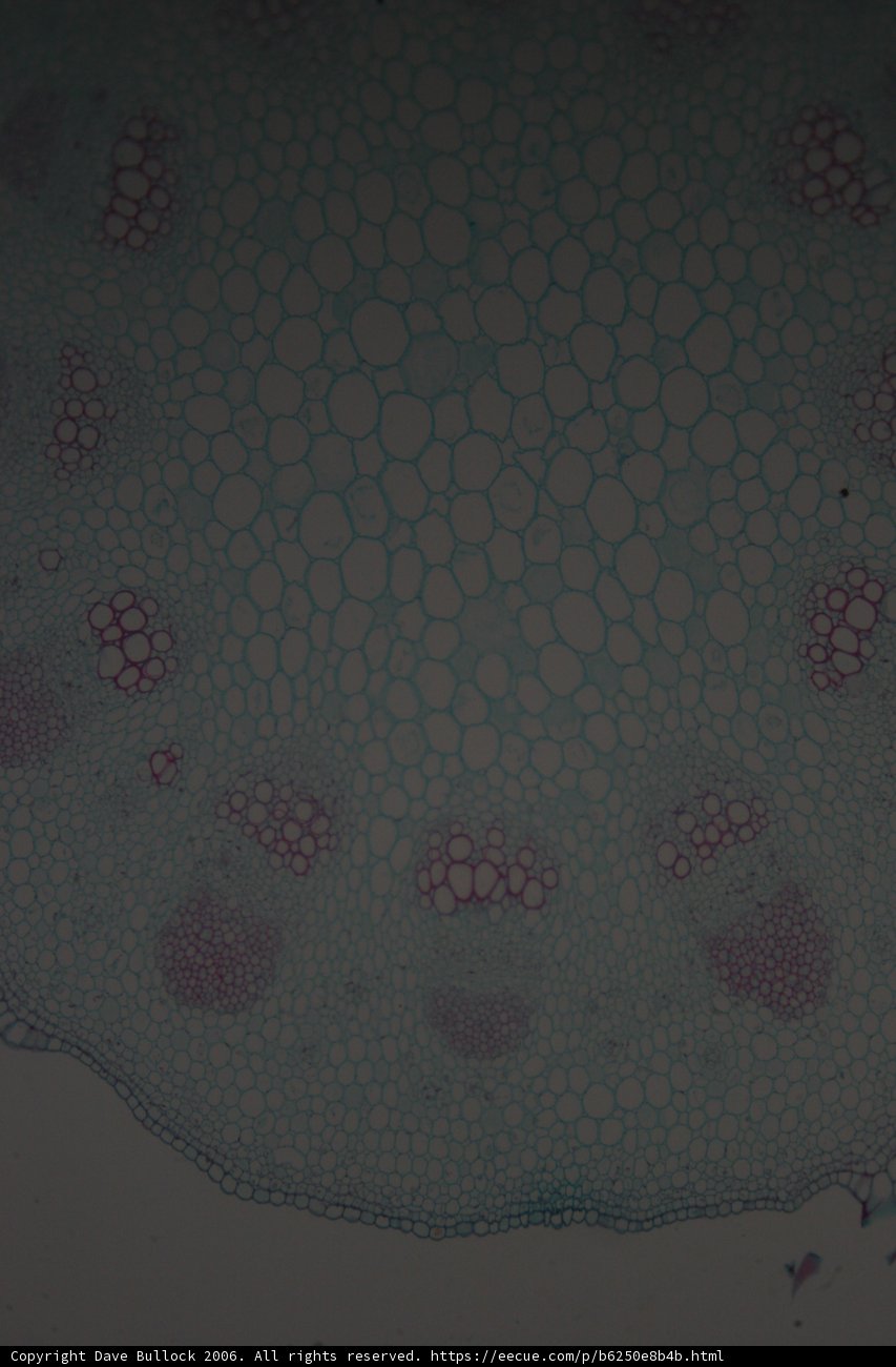 A Water-Drenched Plant Cell