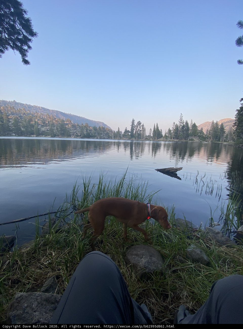 Lakeside Pup