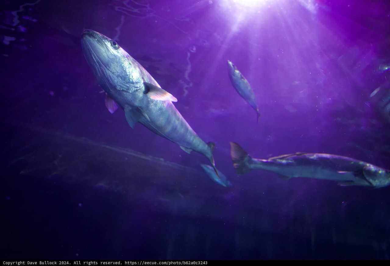Luminescent Seascape - The Underwater Ballet