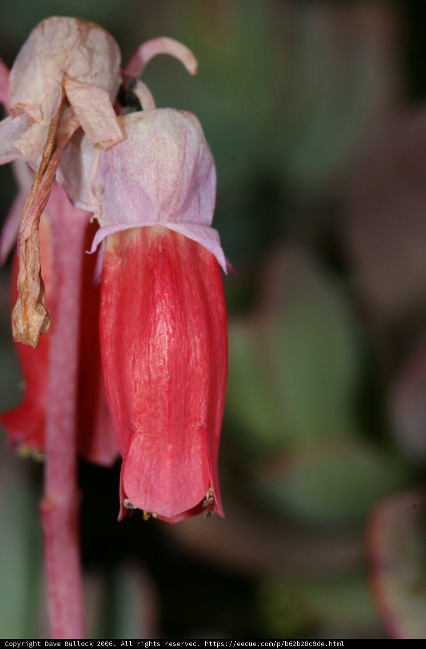 The Contrasting Beauty of Life and Death
