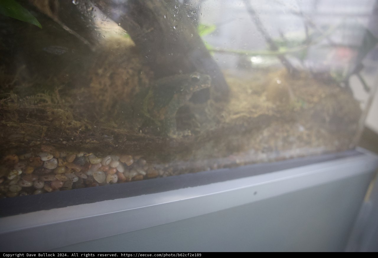 A Glimpse into the Glass Habitat