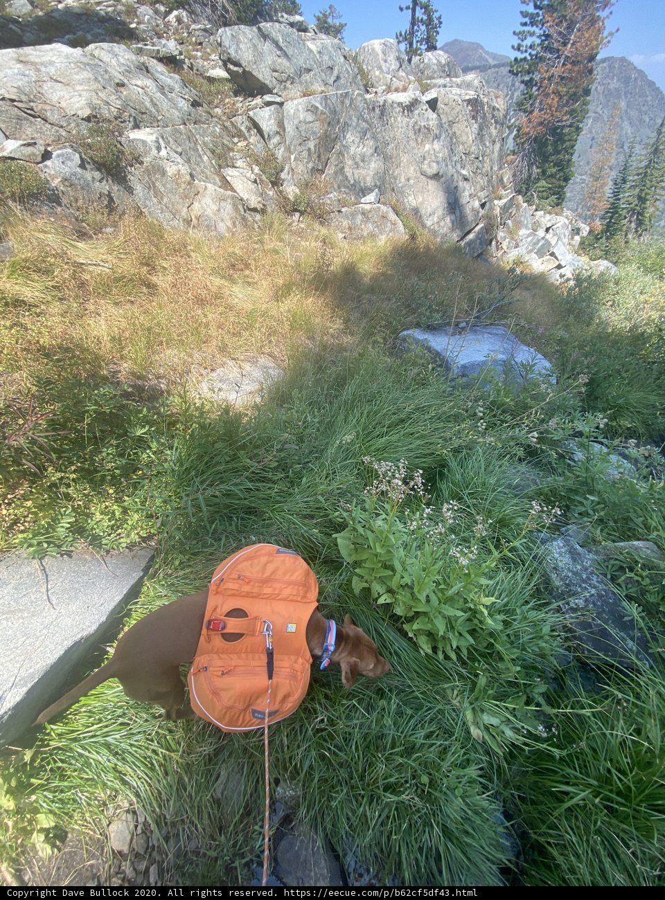 Mountain hiking with my trusty companion