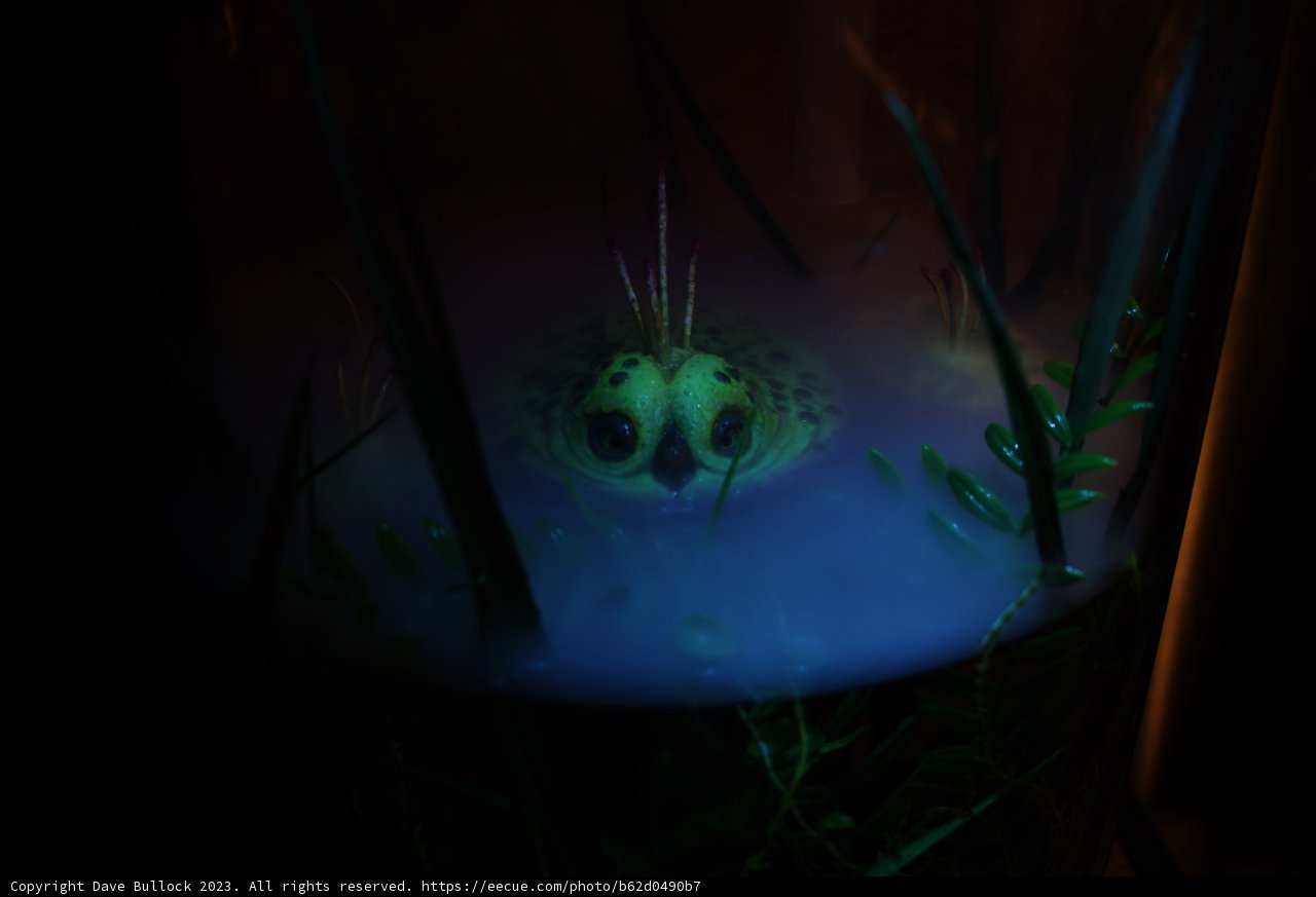 Aquatic Life in Glass Tank