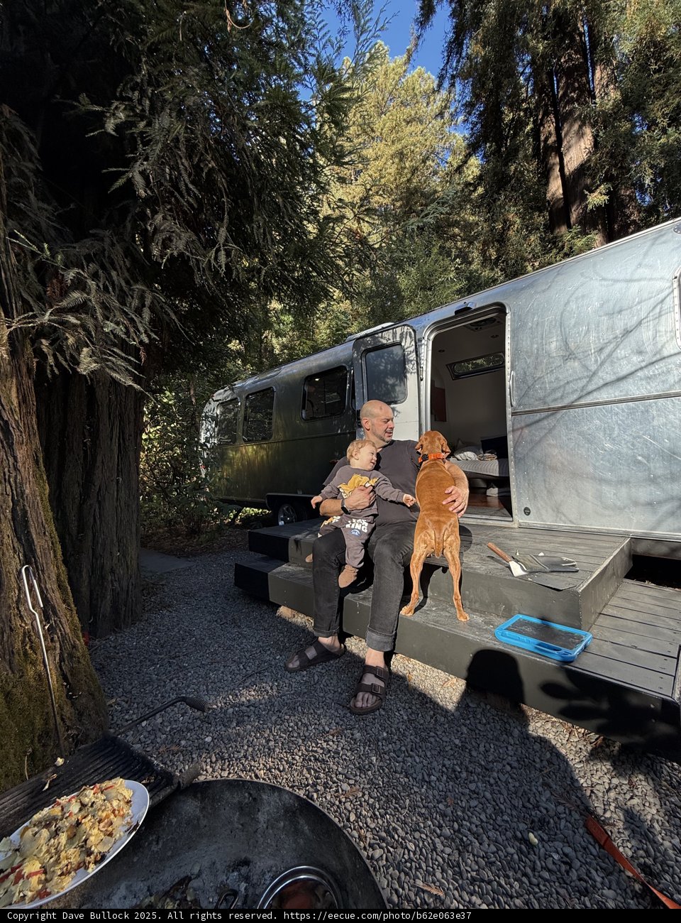 Serenity in the Redwoods