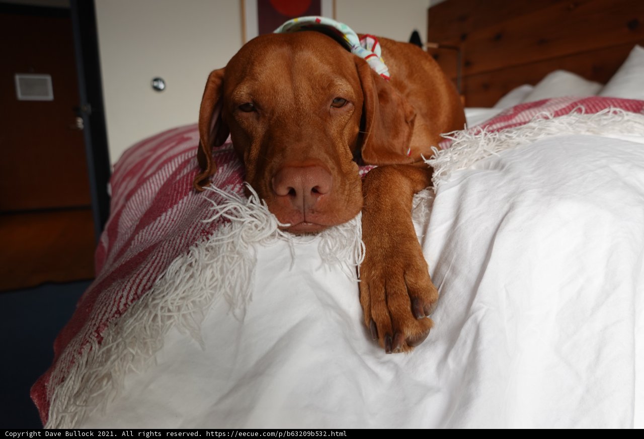 Lazy Pooch on Linen Luxury