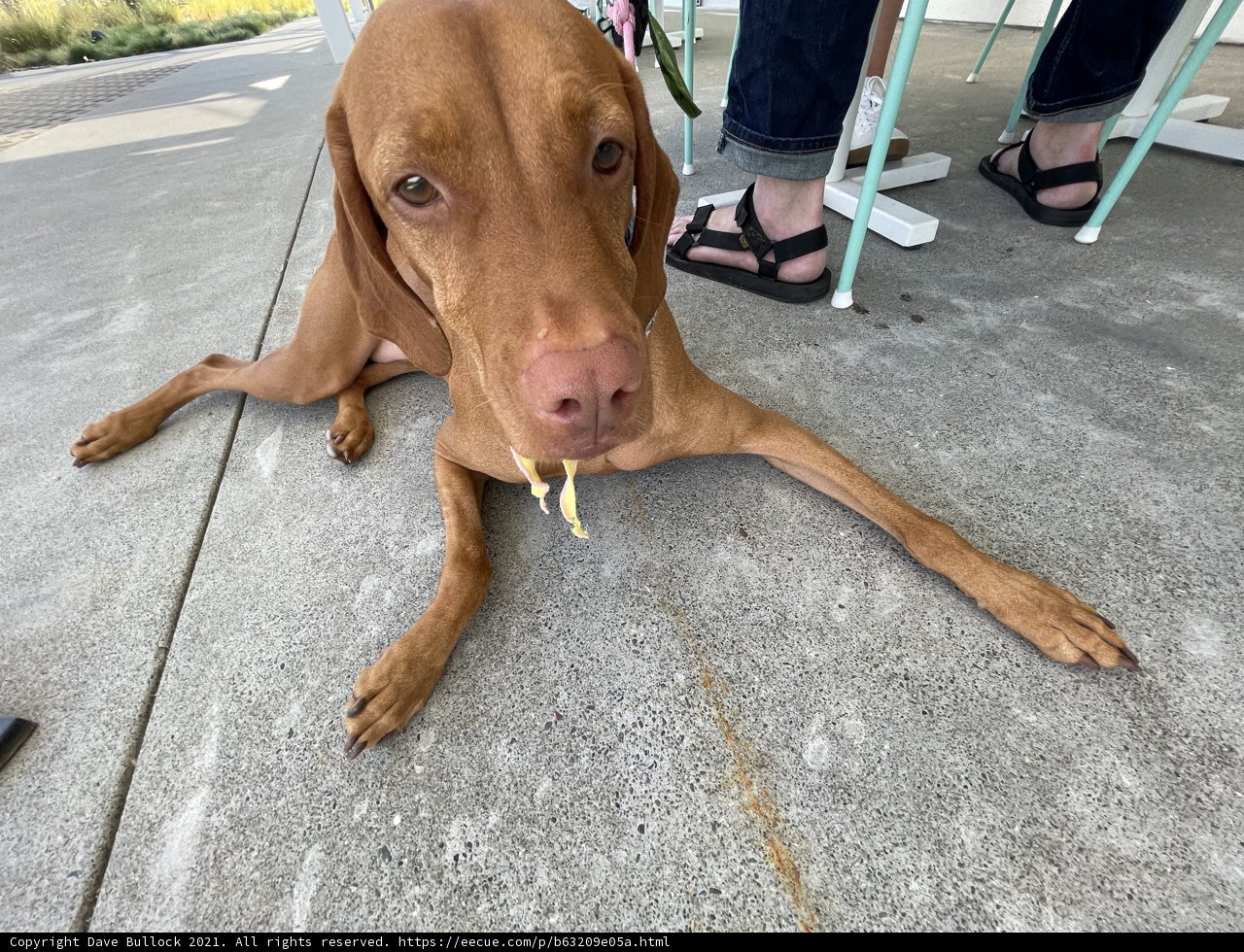 Tongue-Twisted Vizsla