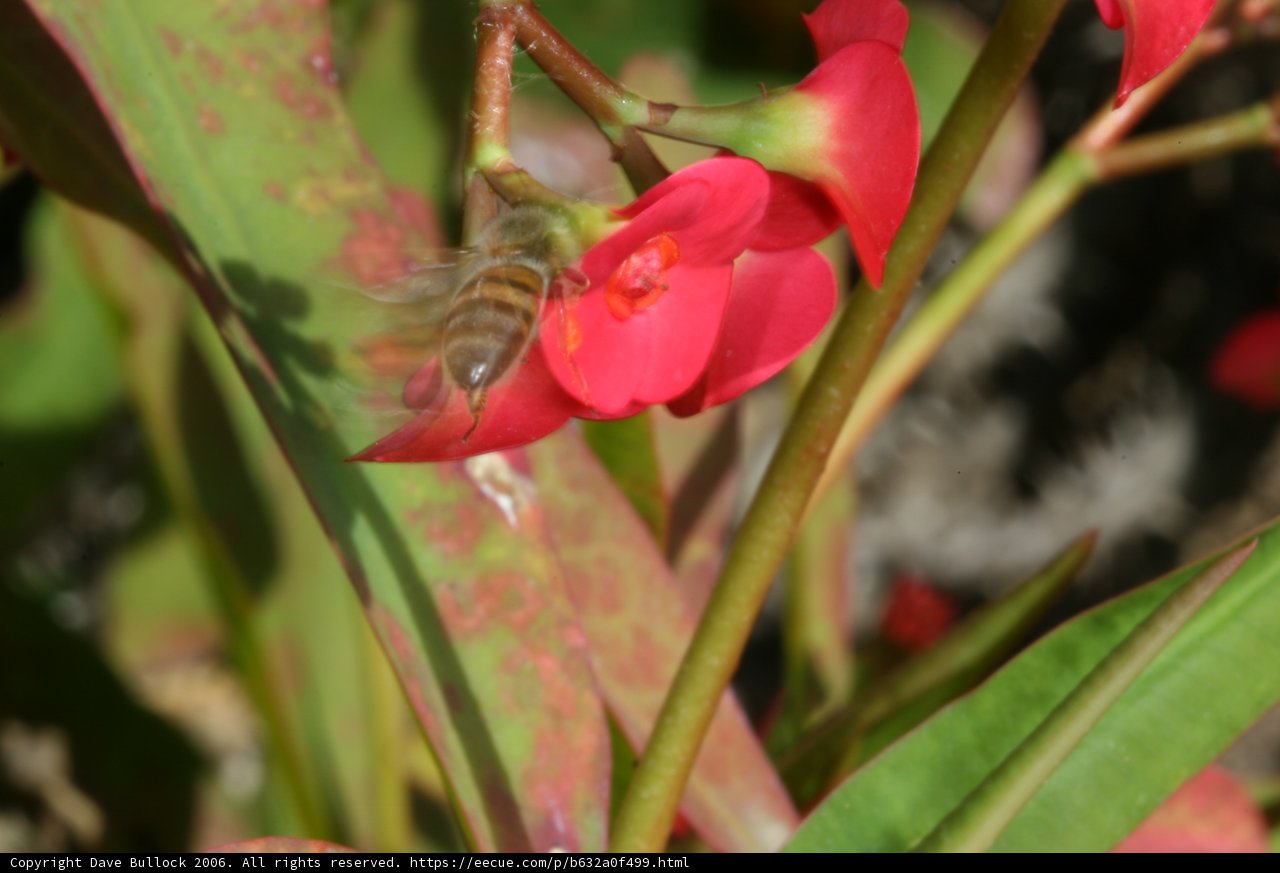 The Bee and the Geranium