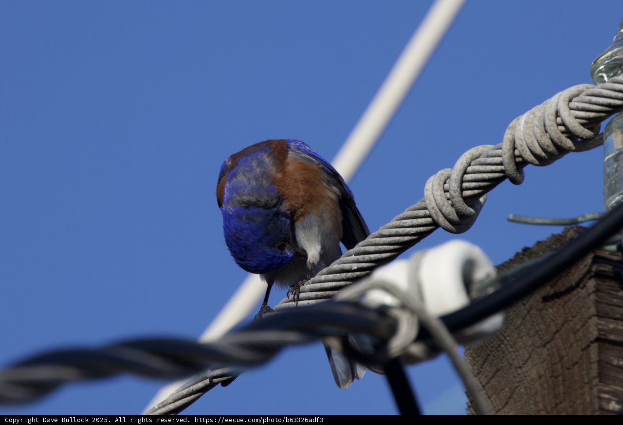 Perched and Preening: A Moment with the Blue Jay