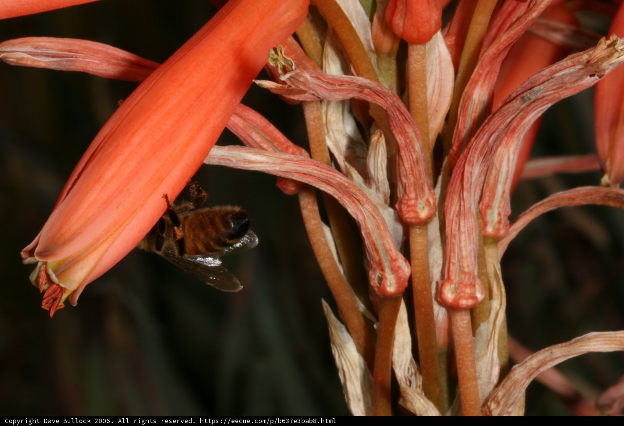 Bee Visiting Red Flowers