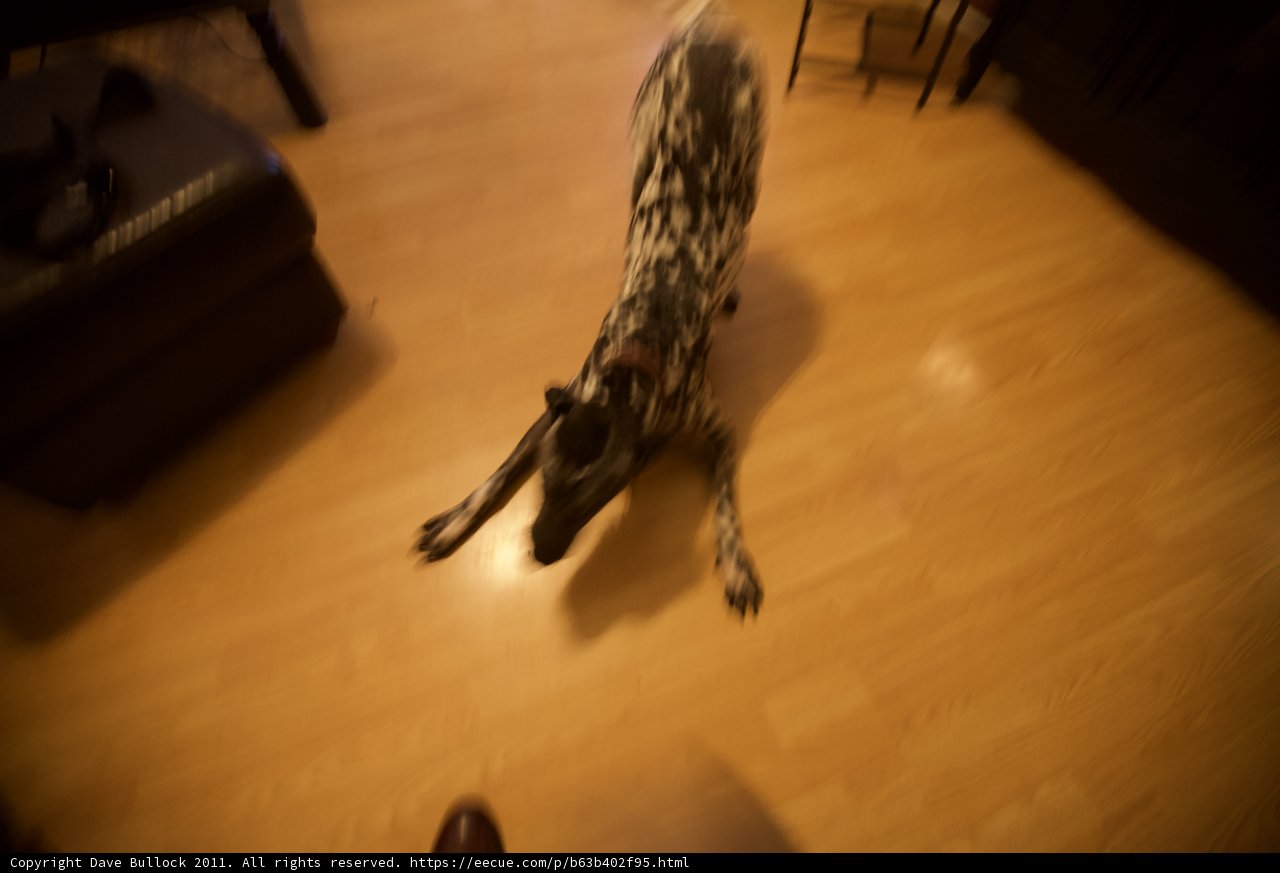 Paws on the Plywood