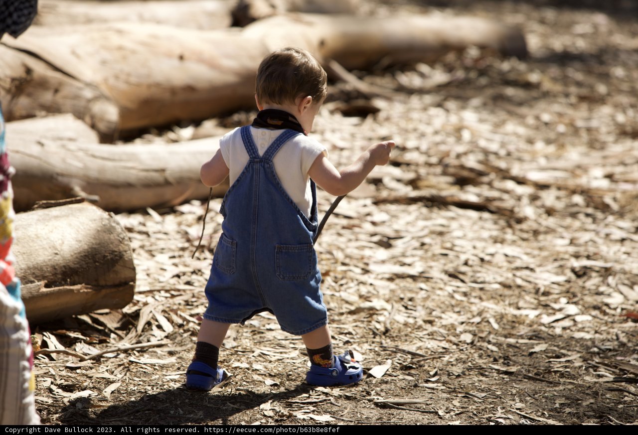 Wesley's Woodland Adventure