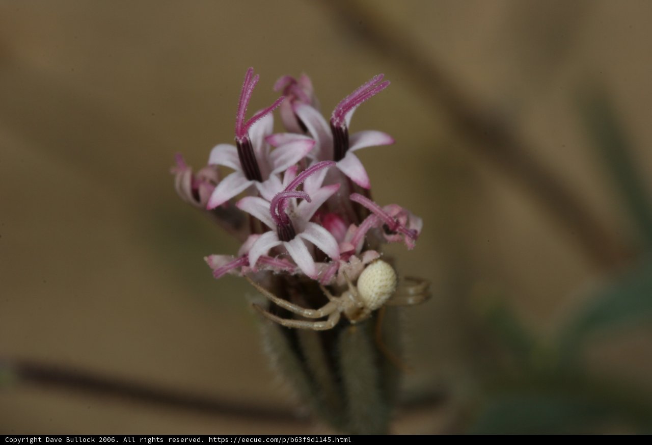 Spider on a Desert Flower