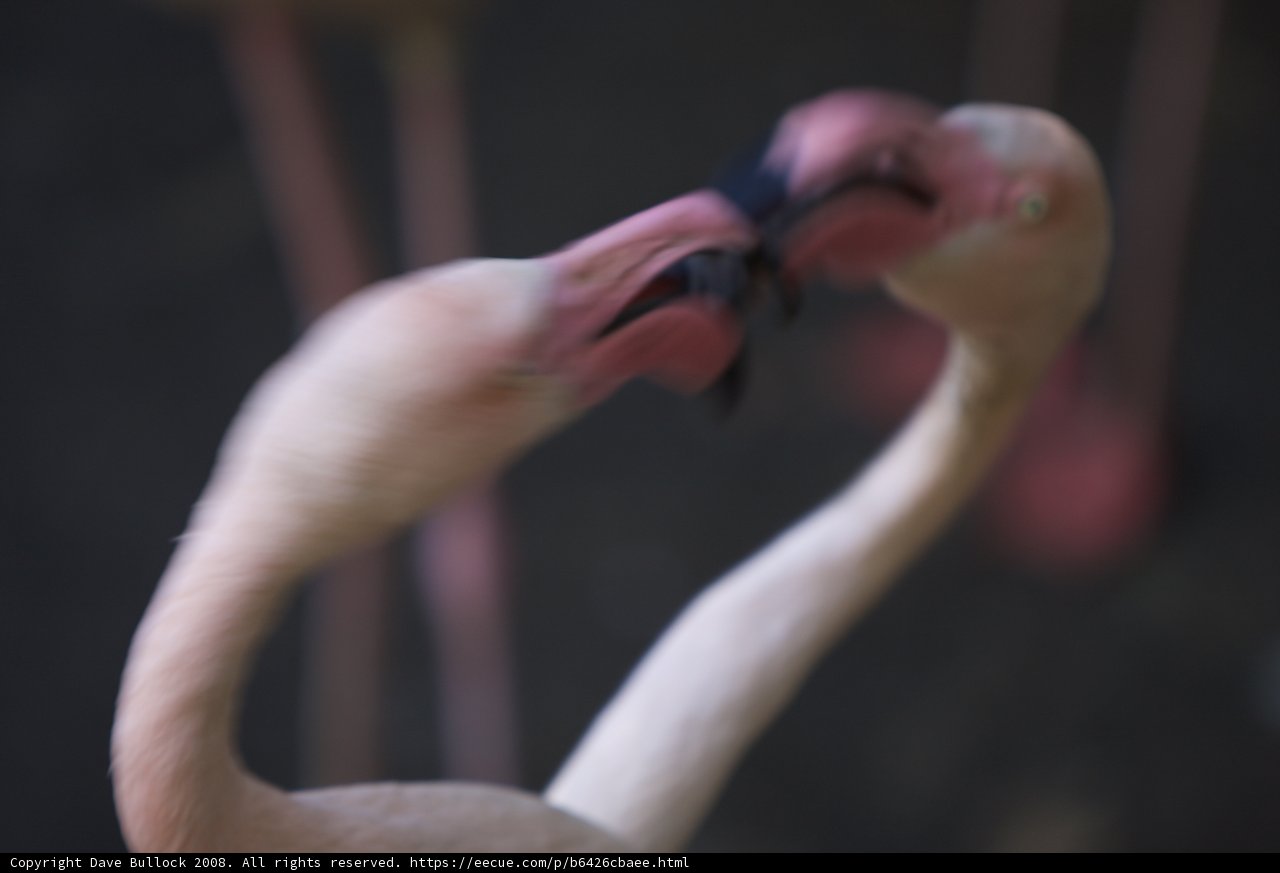 Flamingo Romance