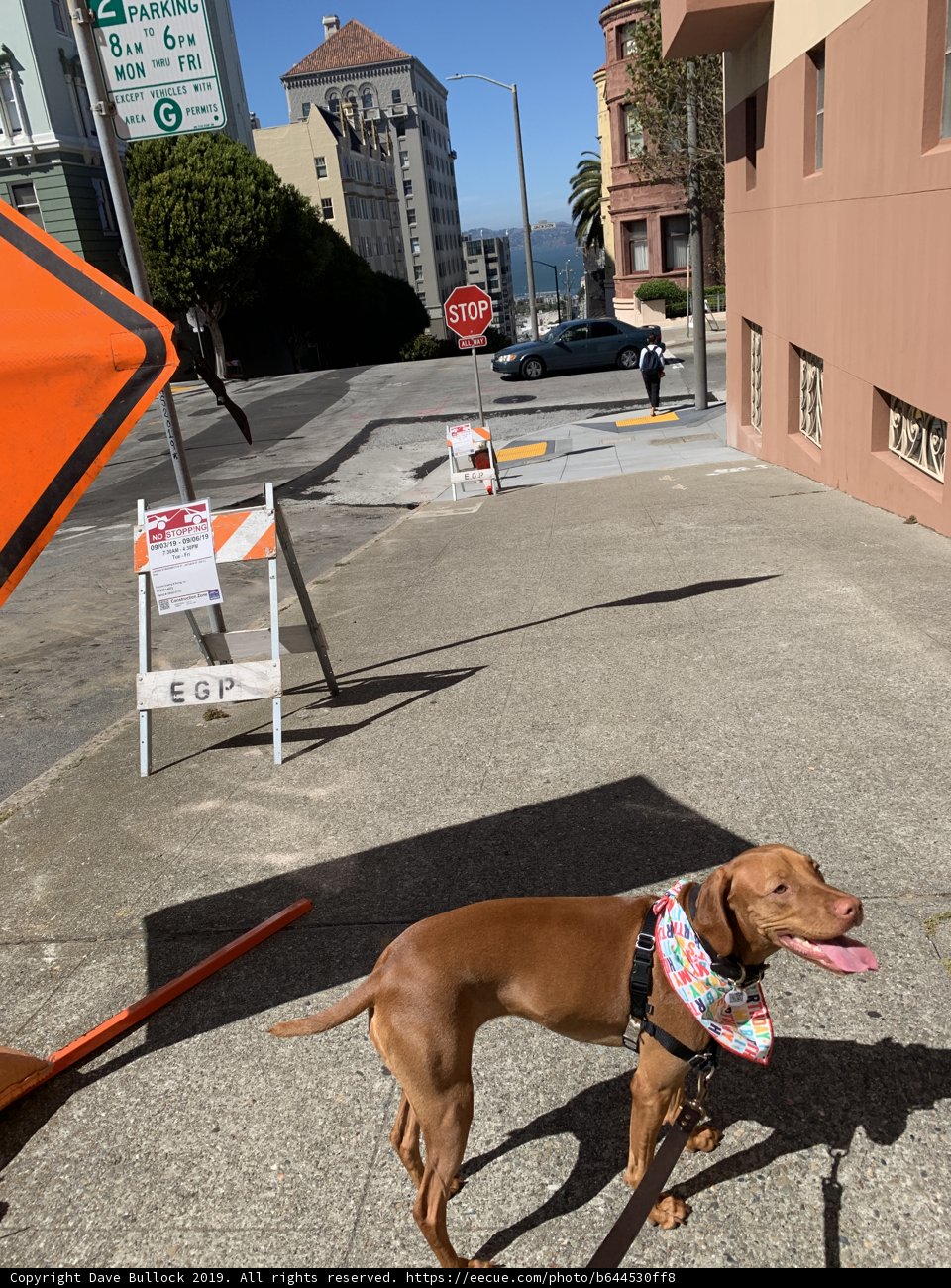 Urban Canine