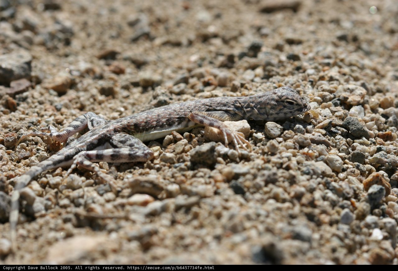 Desert Dweller