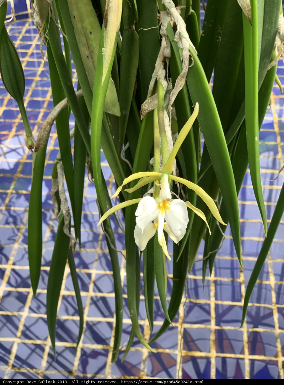 Blooming Beauty