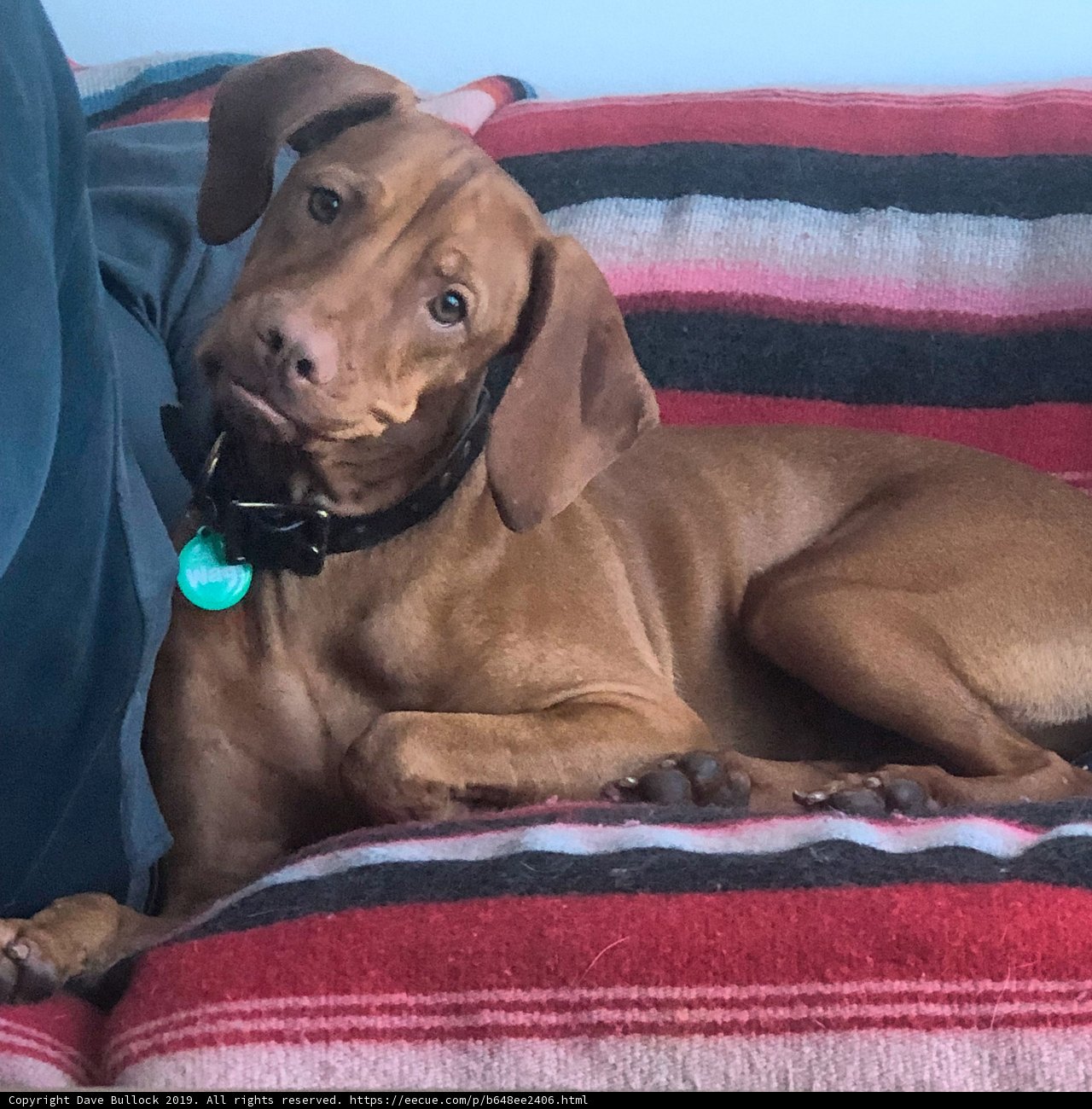 Comfy Pup on the Couch