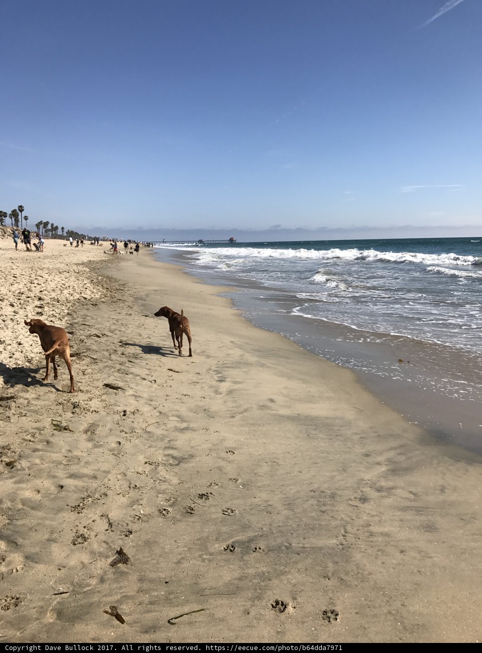Beachside Buddies