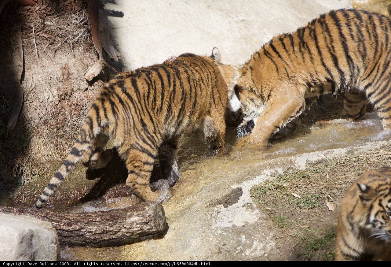 Splashing Tigers