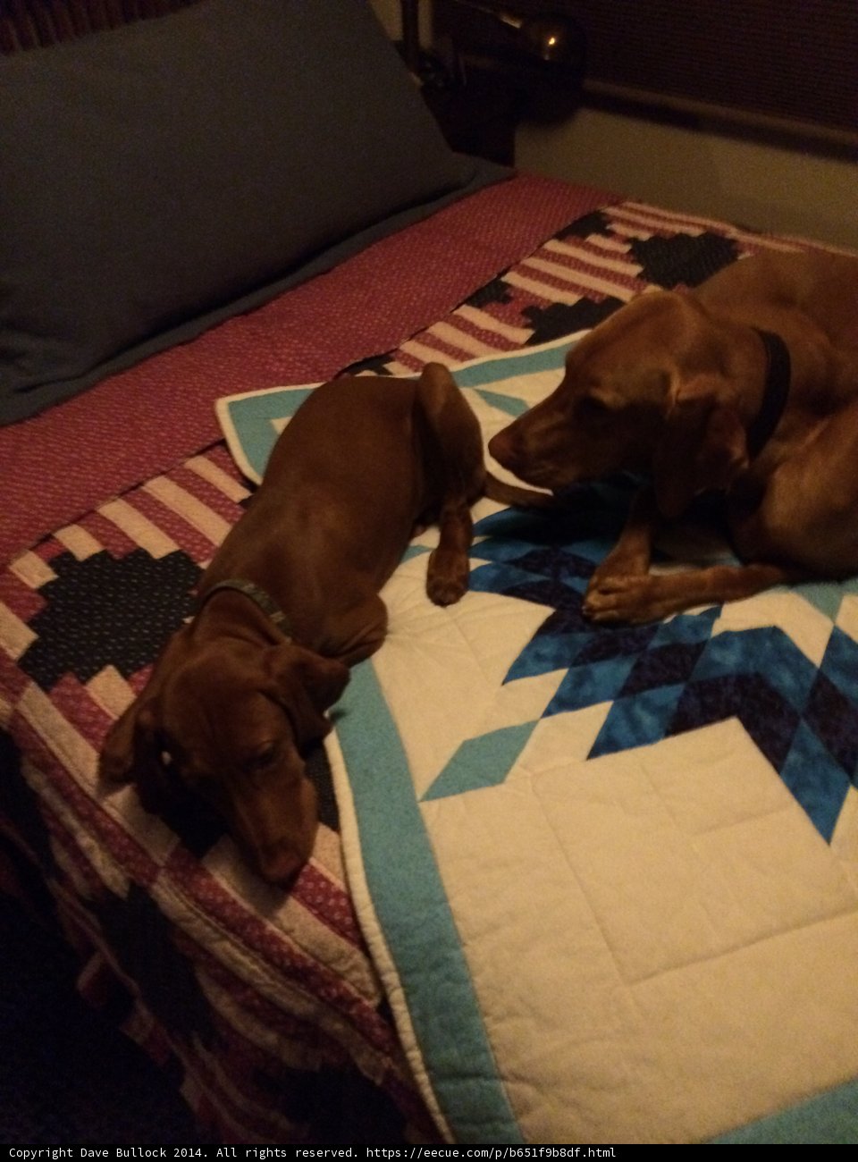 Cozy Canine Companions
