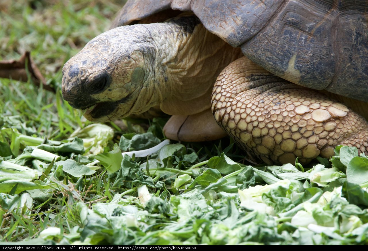 Timeless Grazing at Honolulu Zoo