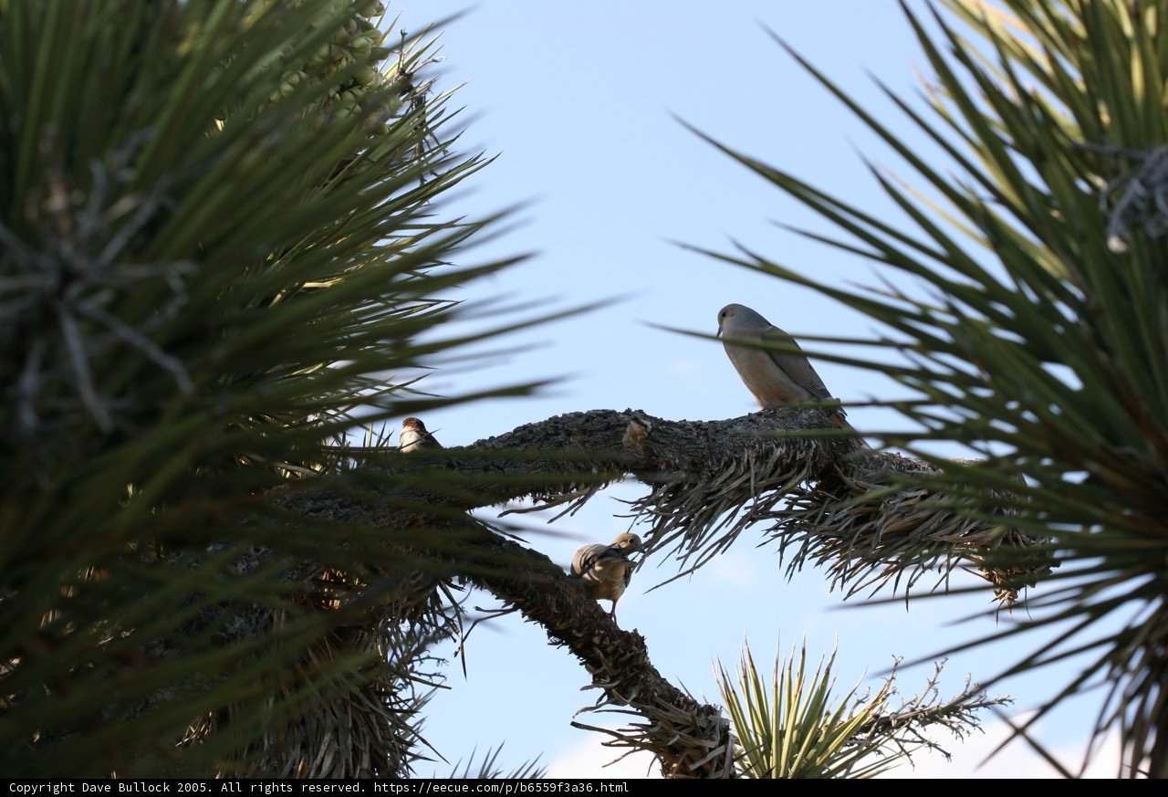 A Bird's View