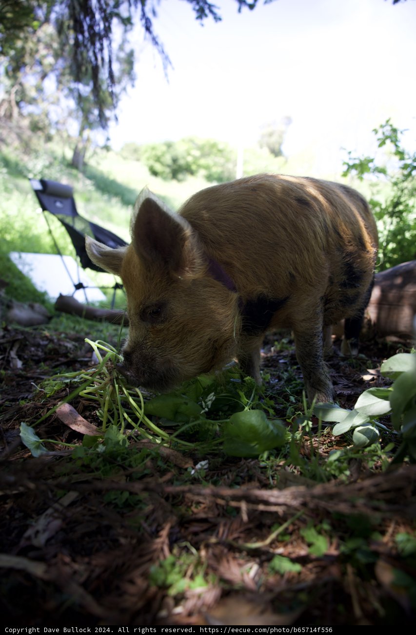 Piglet Foraging on Earth Day