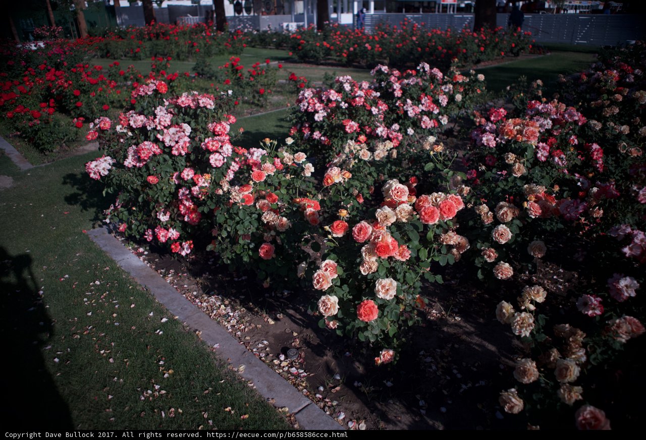 A Field of Roses