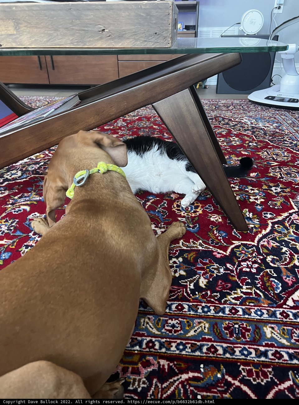 Furry Friends Relaxing on a Rustic Rug