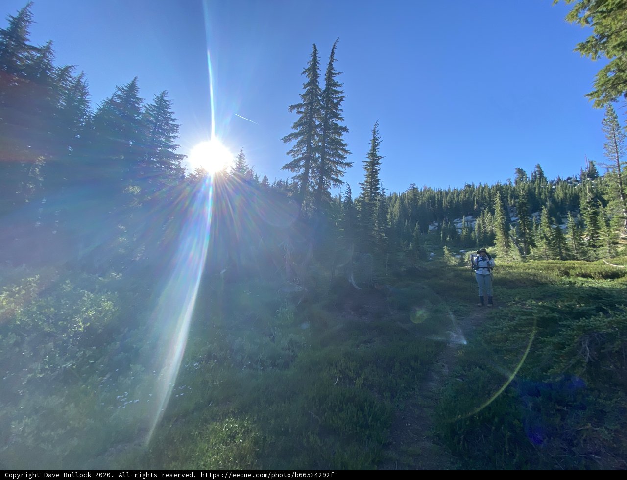Sunlit Walk Through the Evergreens
