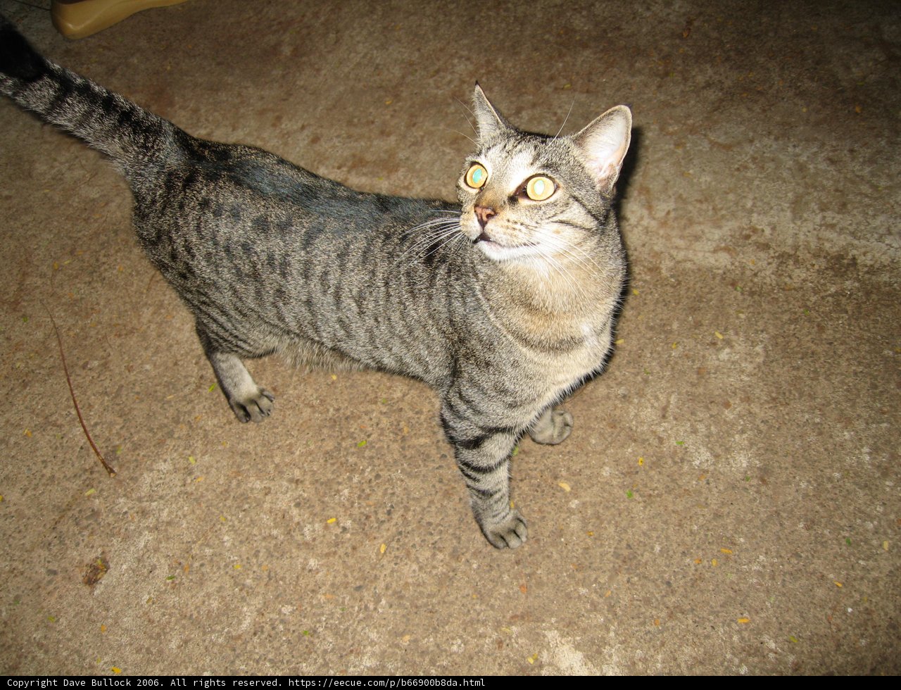 The Majestic Abyssinian Cat