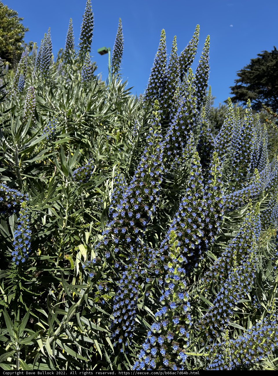 Lupin in Bloom