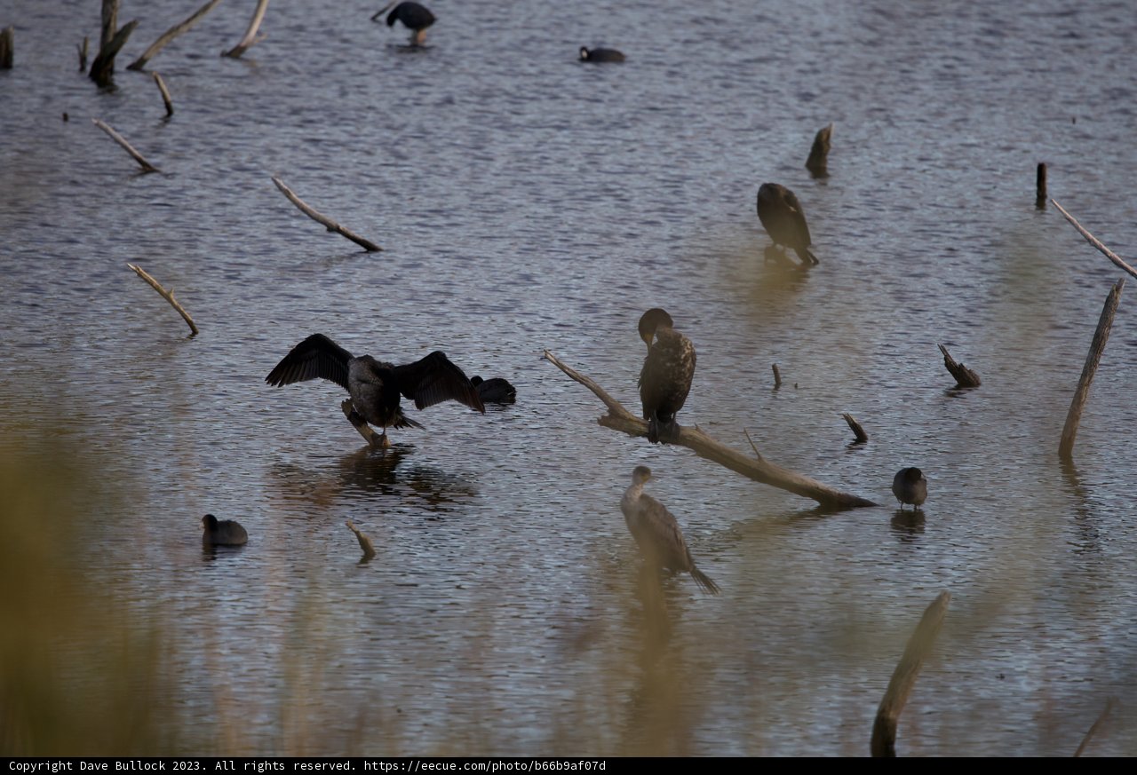 A Flock's Serenity at Lake Merced