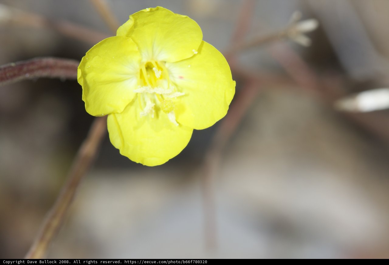 Sunlit Geranium