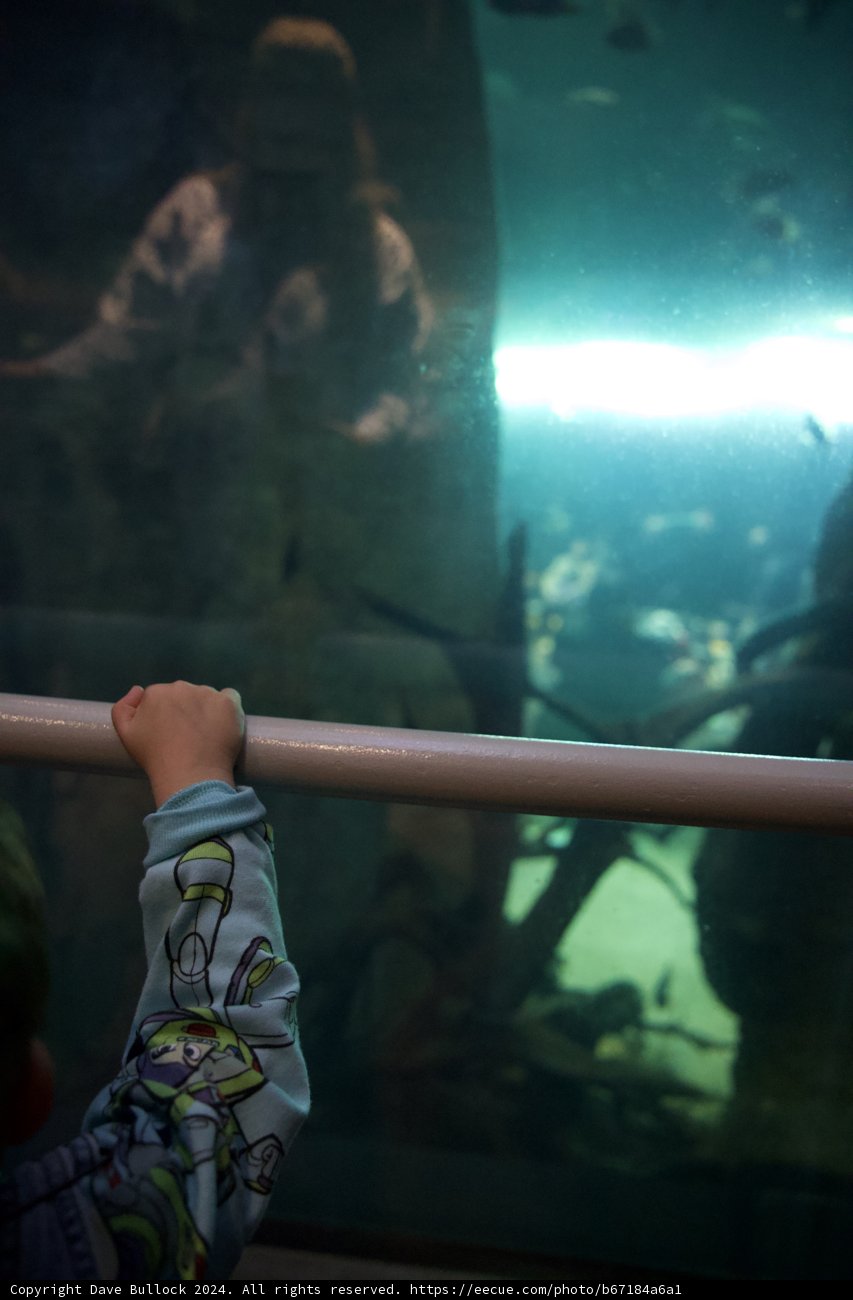 Captivating Aquatic Exploration at the California Academy of Sciences, 2024