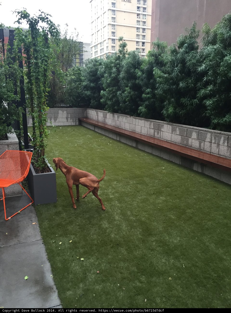 Relaxing in the Backyard