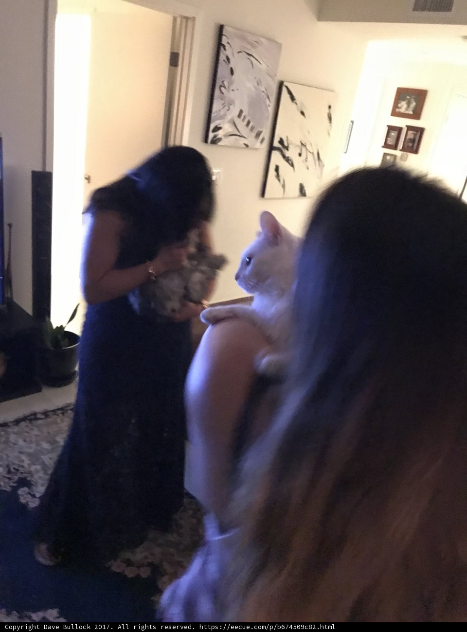 Evening Gown and Feline Companion