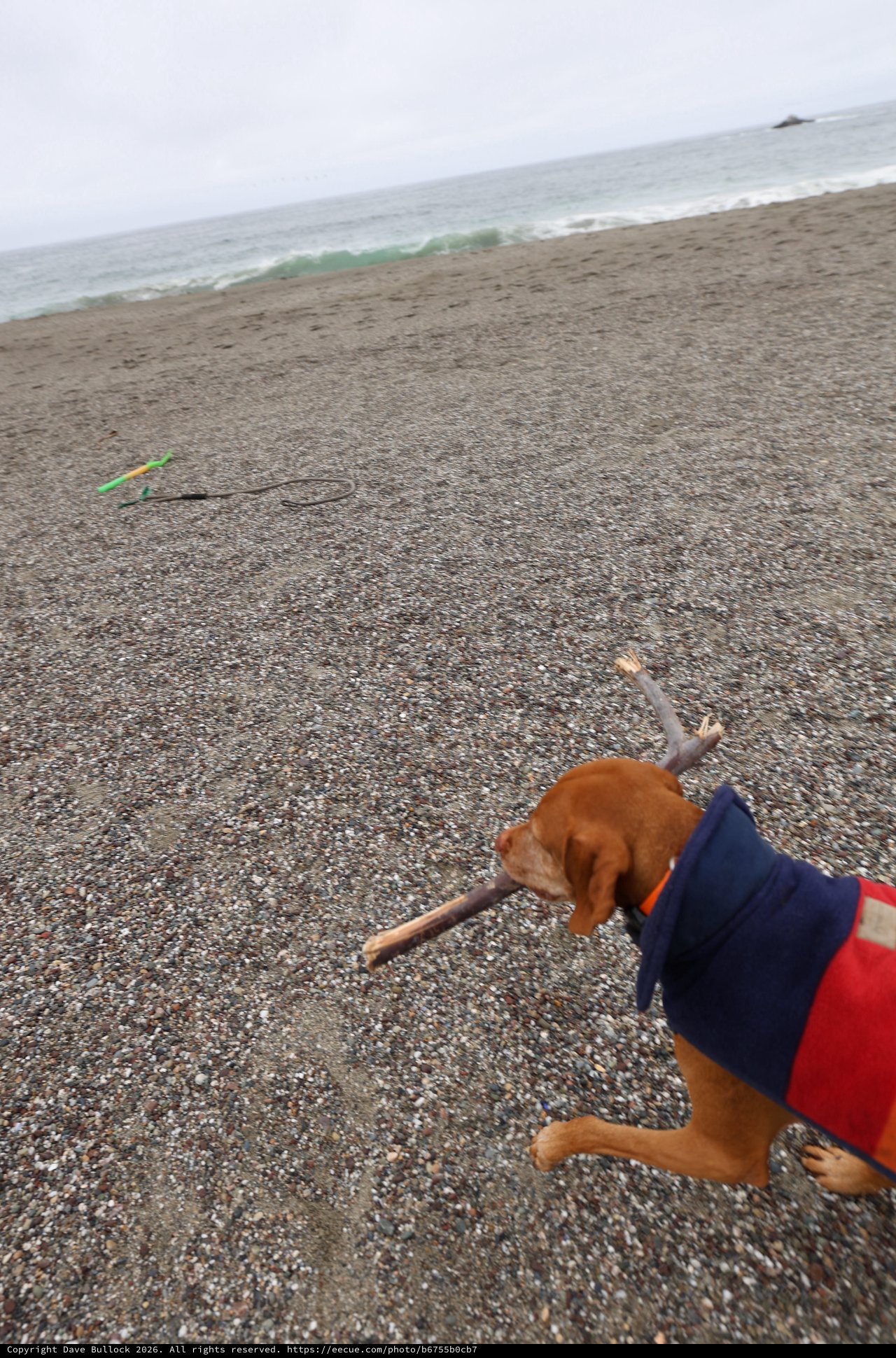 Vizsla Proudly Carries Driftwood on Pebbly Beach