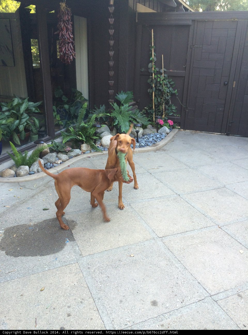 Backyard Playtime